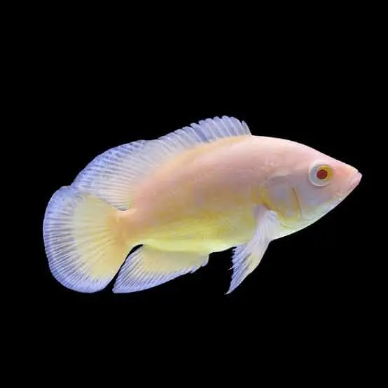 Big discount offer fish and fish aquarium