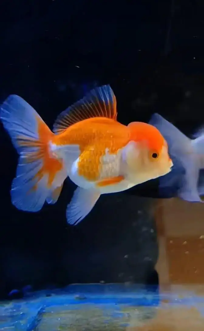 Big discount offer fish and fish aquarium — photo 3