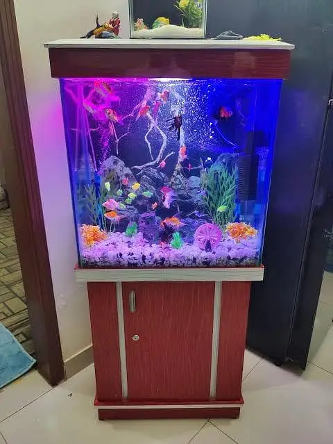 Big discount offer fish and fish aquarium — photo 4