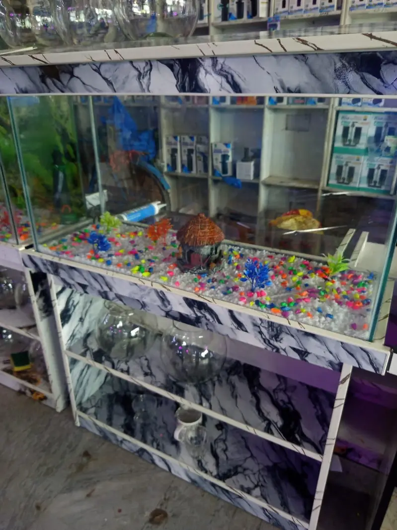 Big discount offer fish and fish aquarium — photo 5
