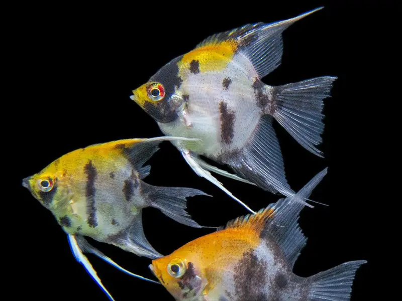 Big discount offer fish and fish aquarium — photo 7
