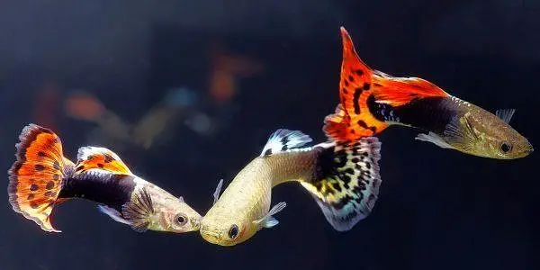 Big discount offer fish and fish aquarium — photo 9