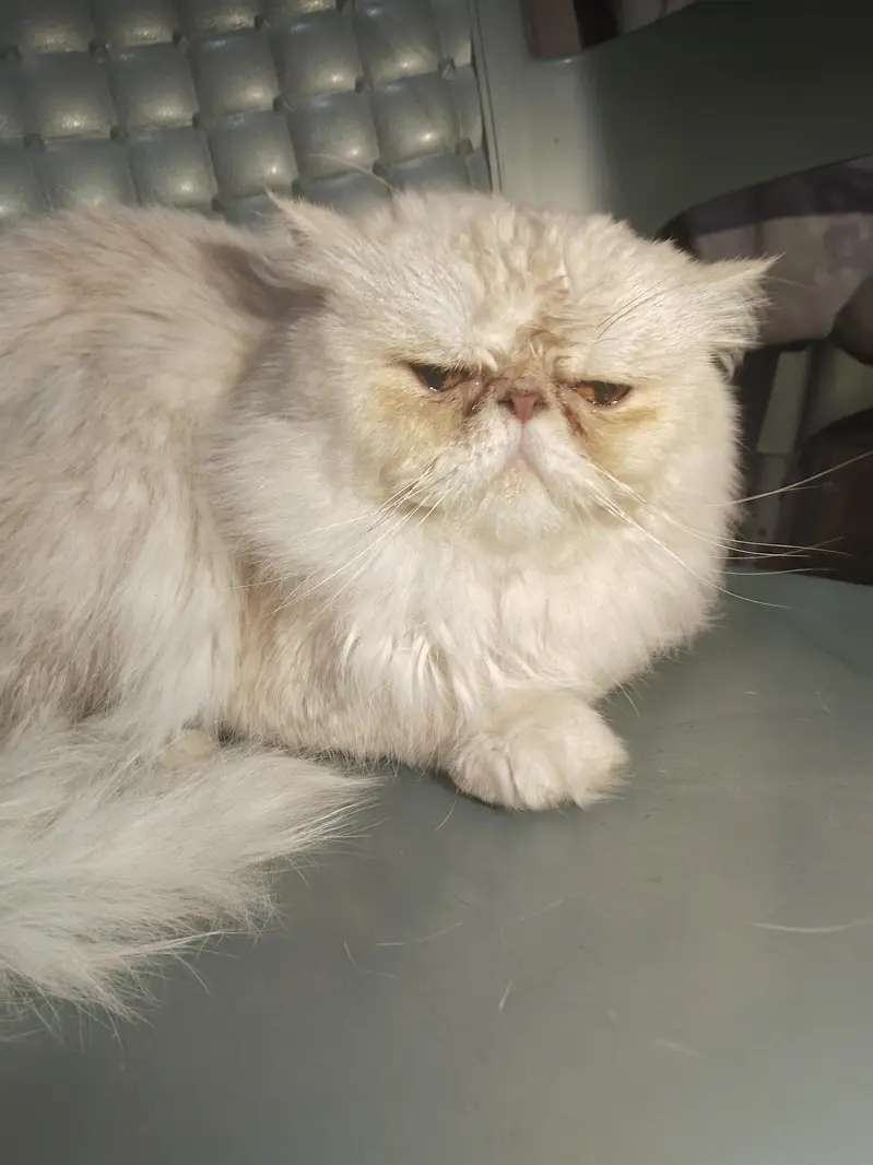 Peki Male Cat {Only for Matting} — photo 2