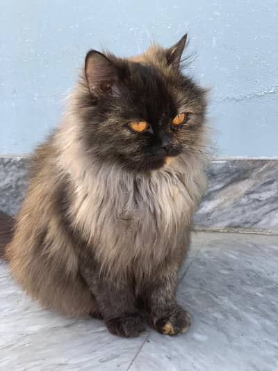 Persian Cat