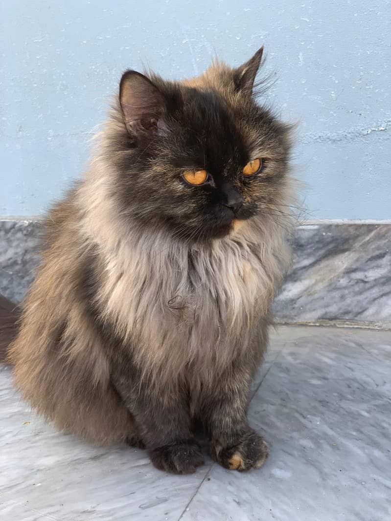 Persian Cat 0