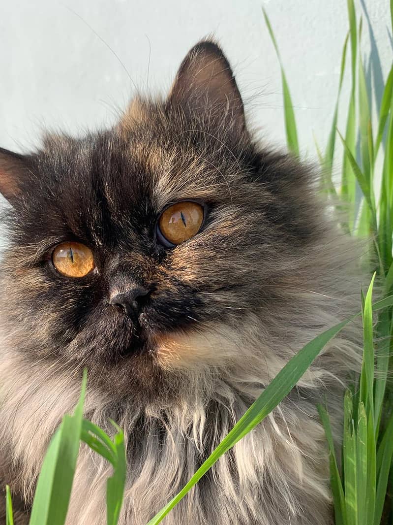 Persian Cat 1