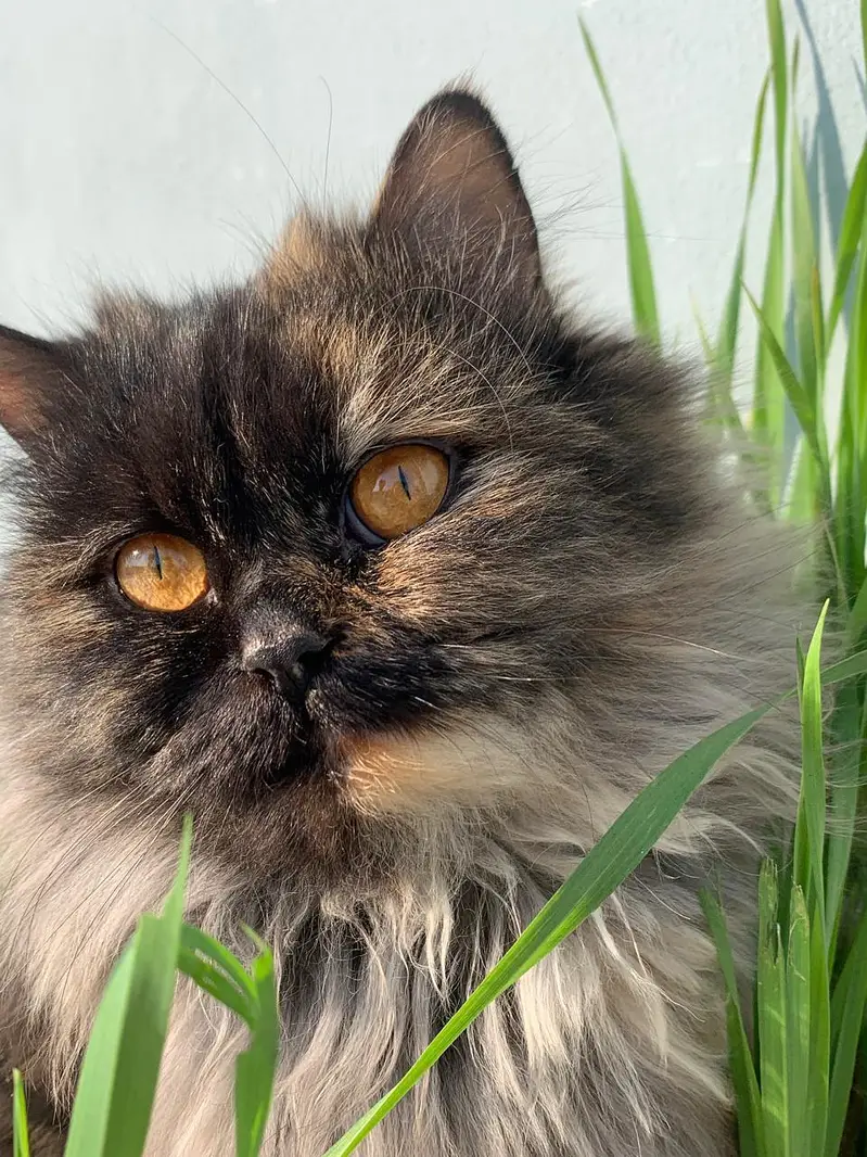 Persian Cat — photo 2