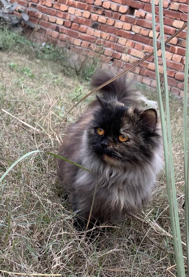 Persian Cat 2