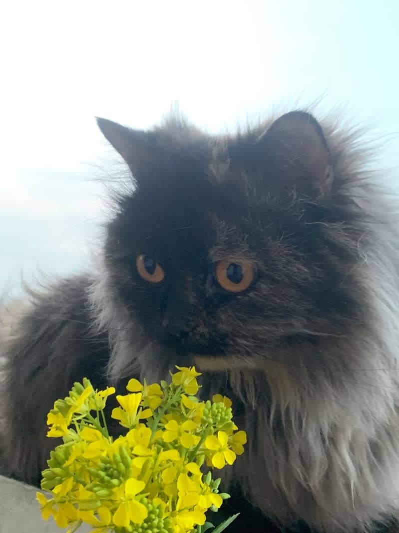 Persian Cat 3