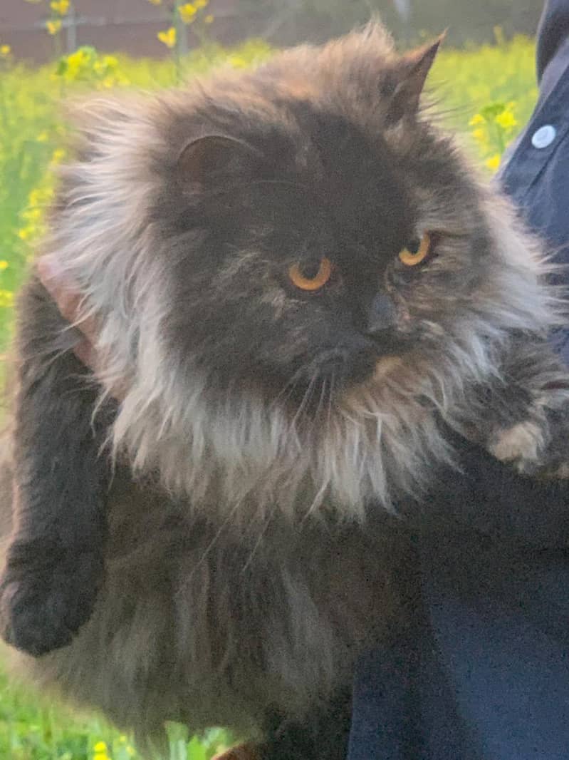 Persian Cat 4