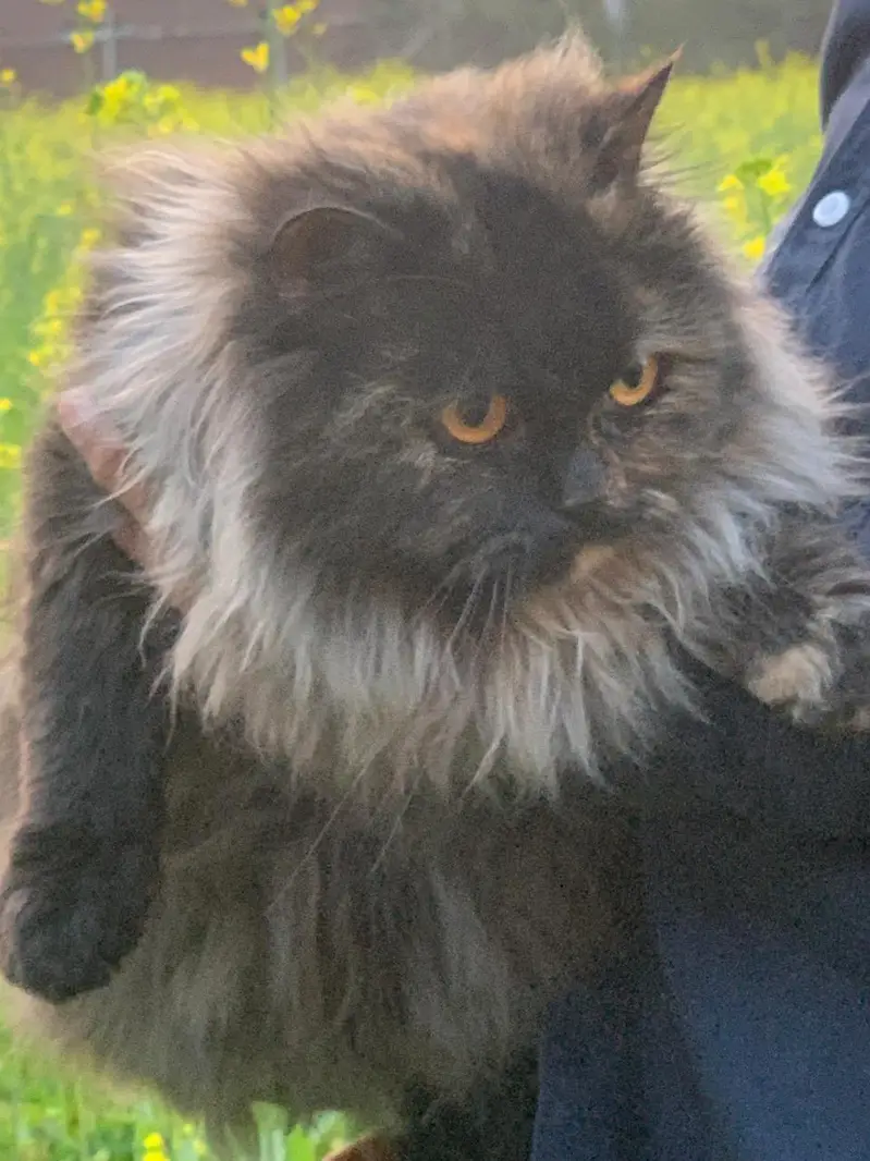 Persian Cat — photo 5