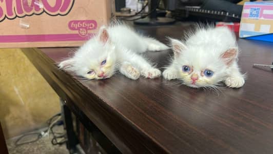 baby kittens