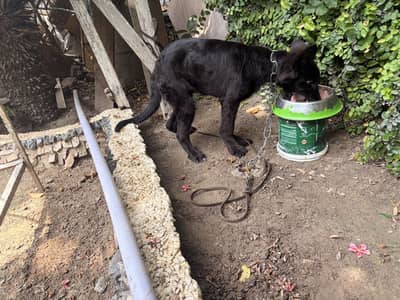 black german puppy