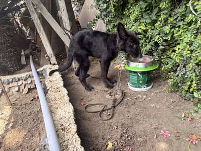 black german puppy