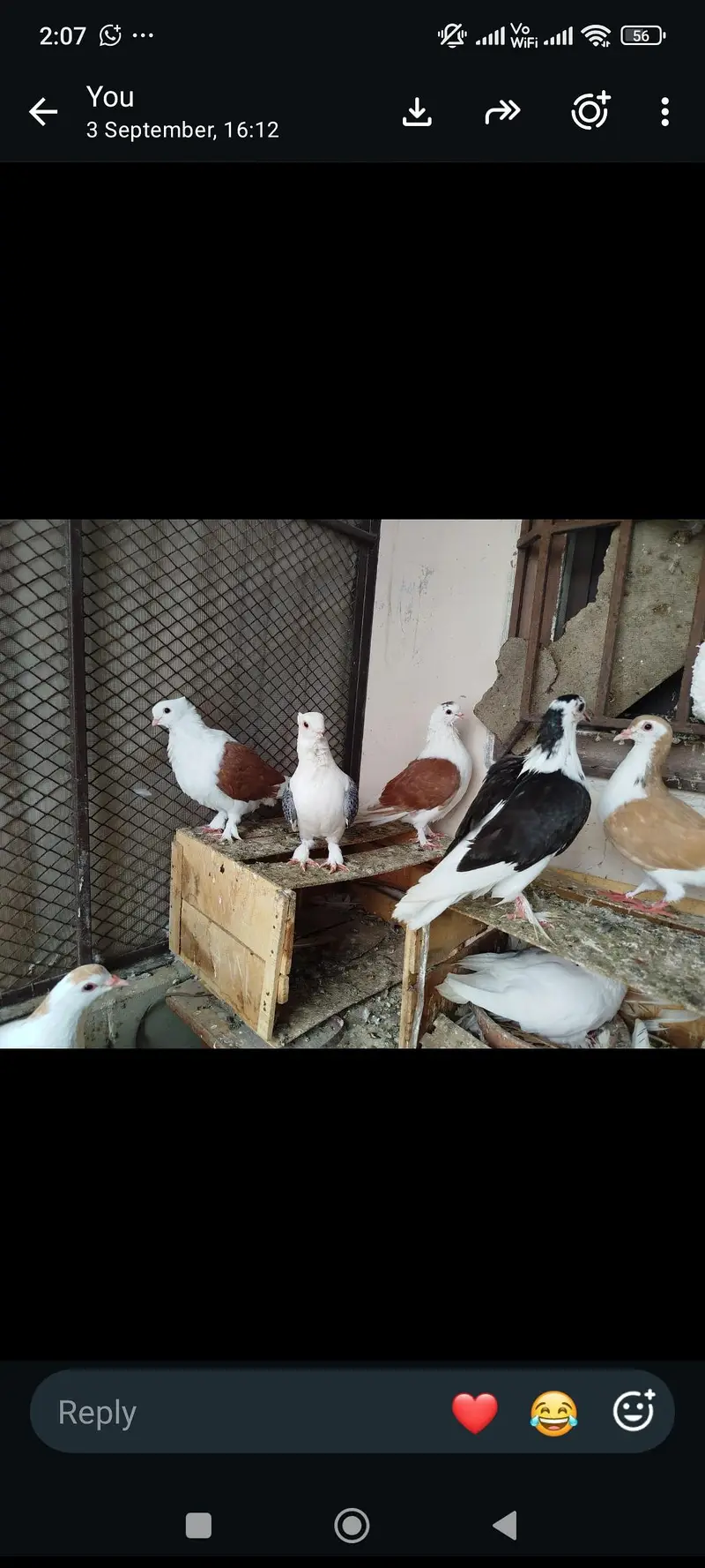 mukhiya sherazi or sentiment — photo 4