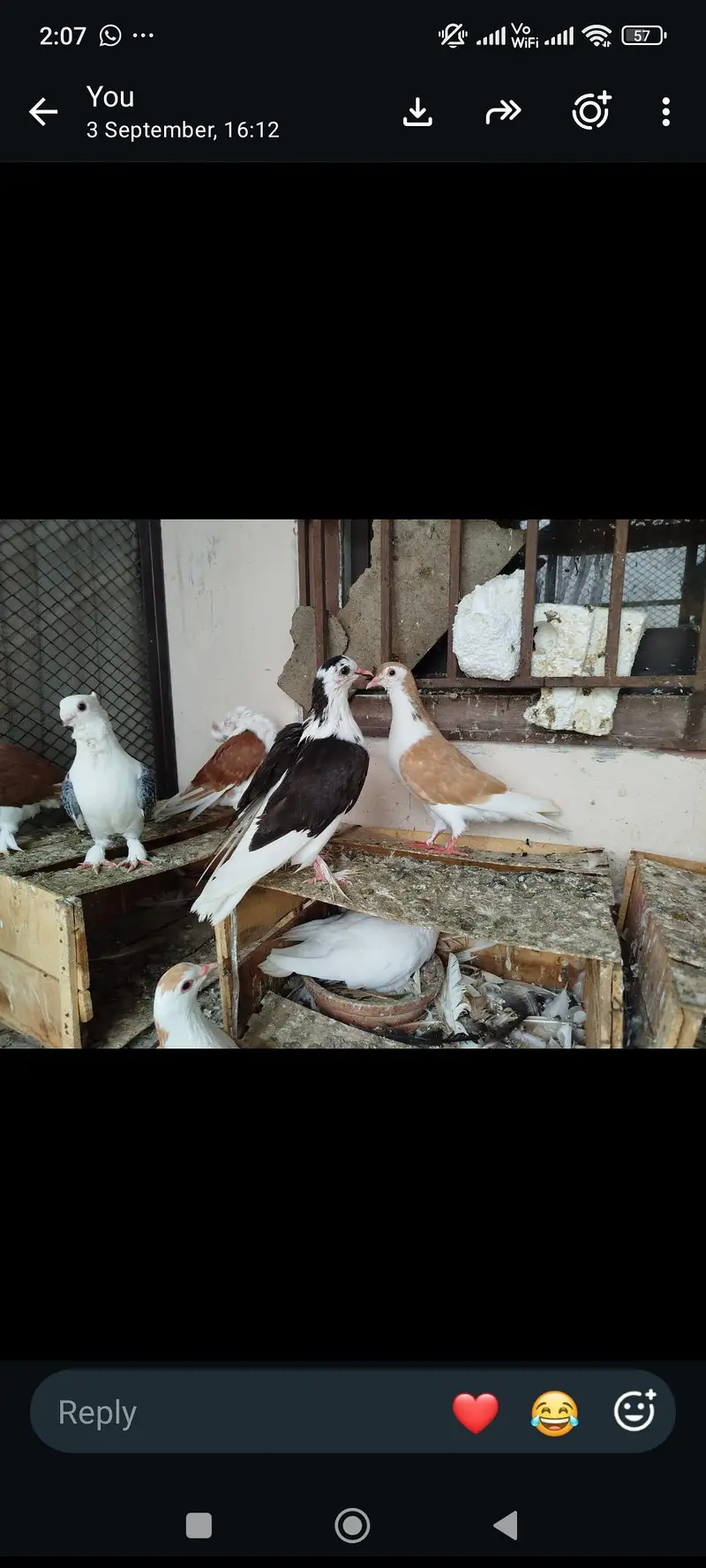mukhiya sherazi or sentiment — photo 7