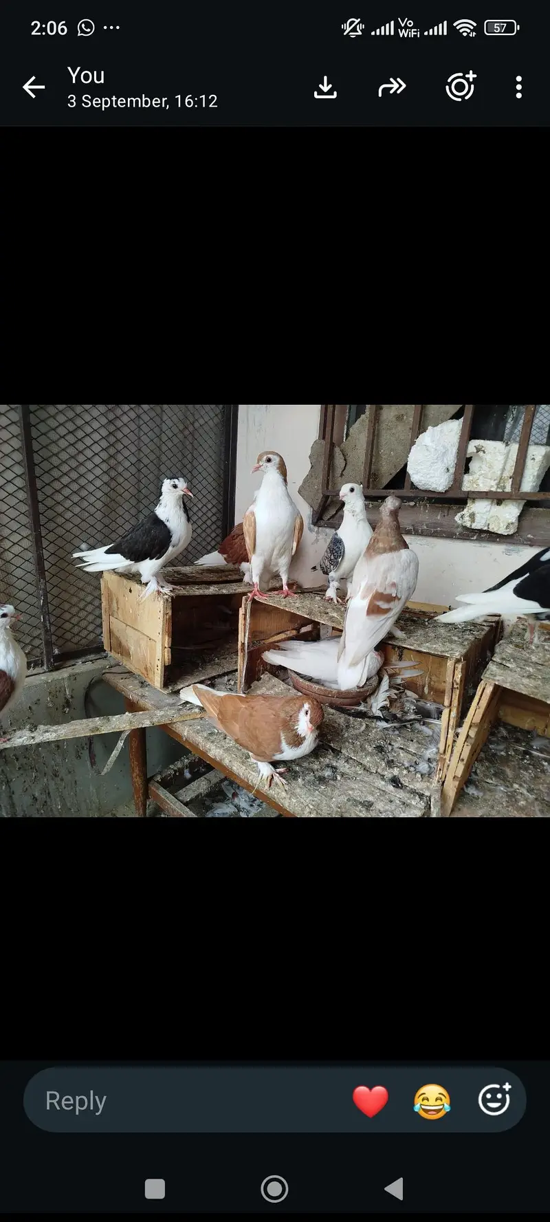 mukhiya sherazi or sentiment — photo 9