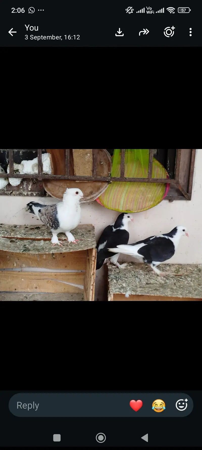 mukhiya sherazi or sentiment — photo 10