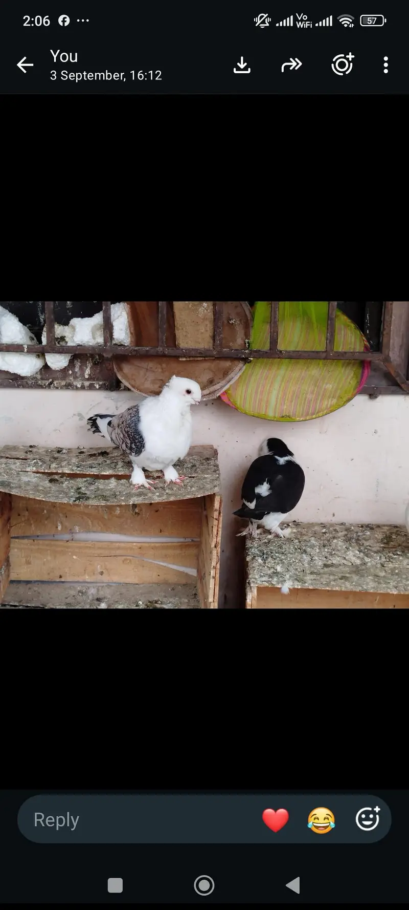 mukhiya sherazi or sentiment — photo 12