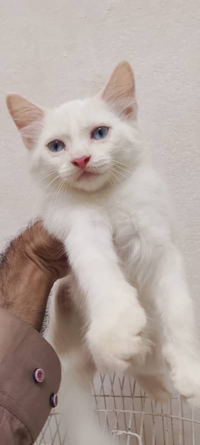 3 White Persian Kittens and 1 Brown Total 4
