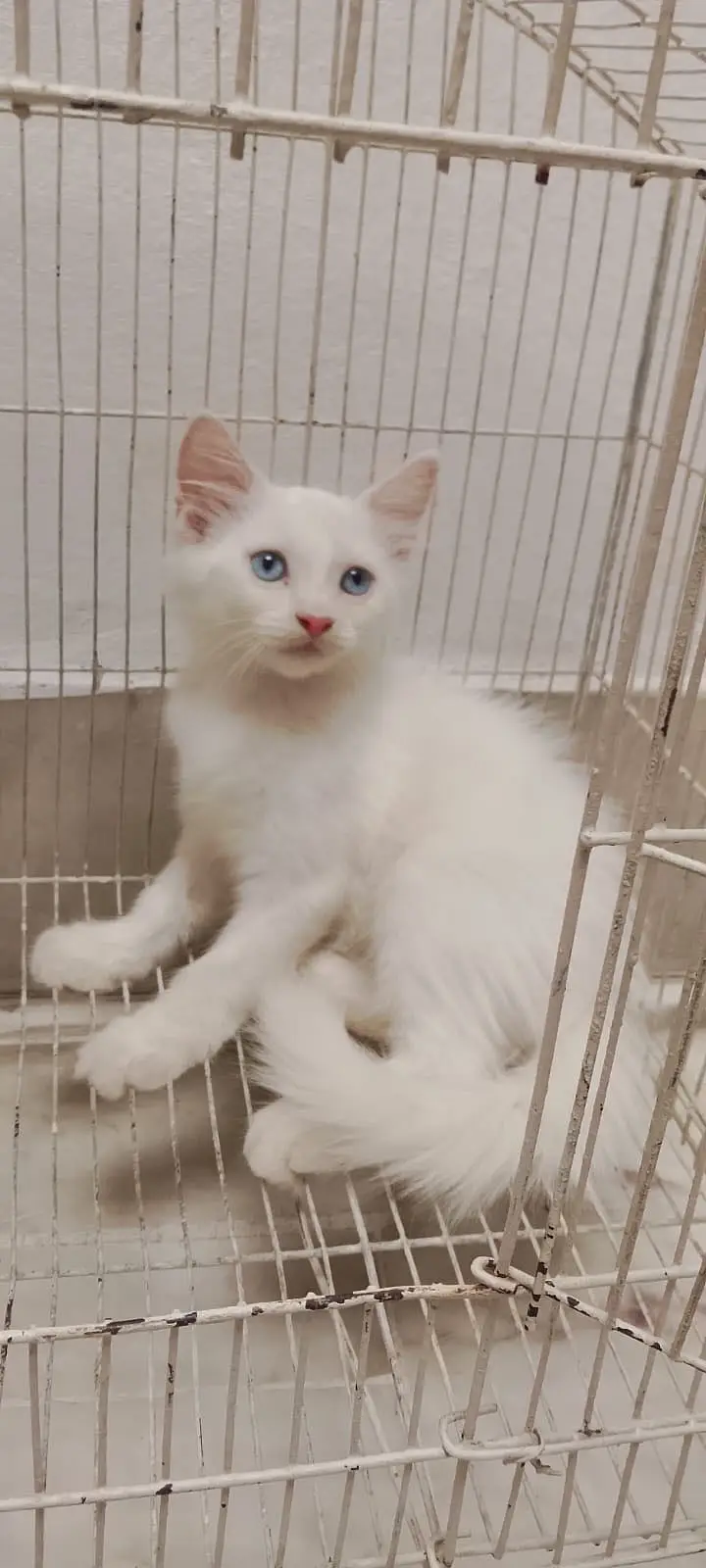 3 White Persian Kittens and 1 Brown Total 4 — photo 2