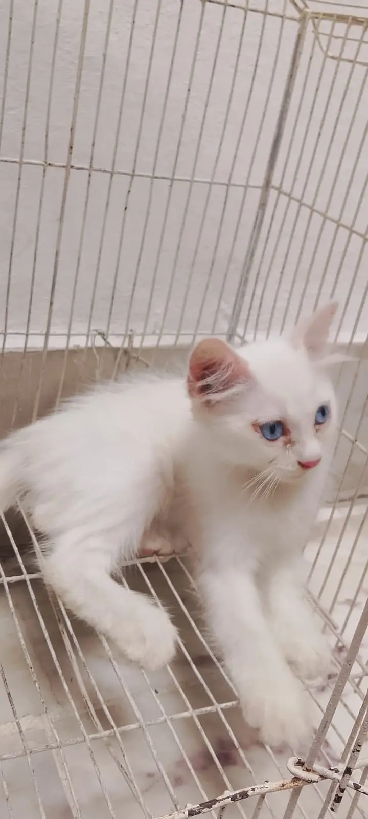 3 White Persian Kittens and 1 Brown Total 4 — photo 3