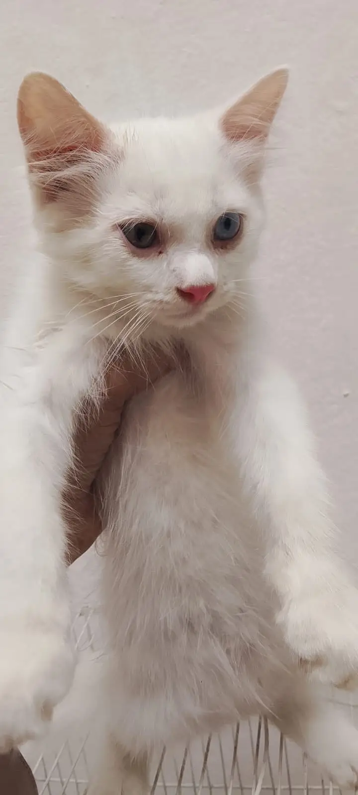 3 White Persian Kittens and 1 Brown Total 4 — photo 4