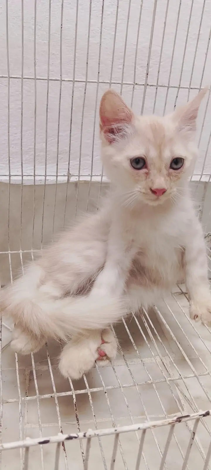 3 White Persian Kittens and 1 Brown Total 4 — photo 5