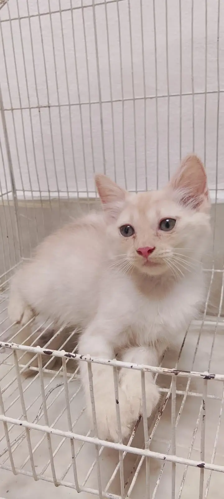 3 White Persian Kittens and 1 Brown Total 4 — photo 6
