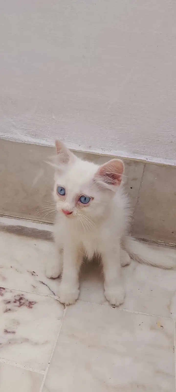3 White Persian Kittens and 1 Brown Total 4 — photo 7