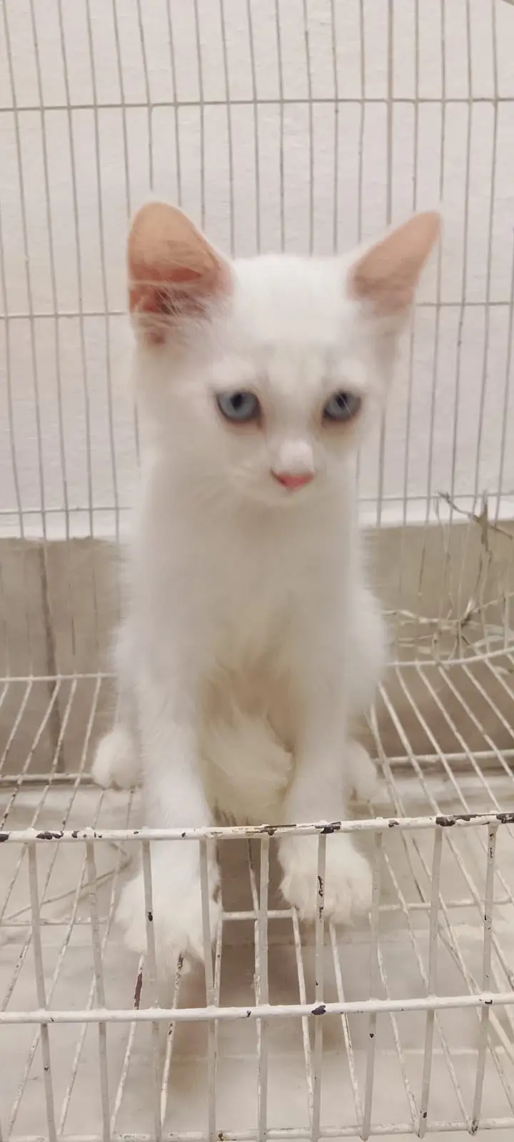 3 White Persian Kittens and 1 Brown Total 4 — photo 8