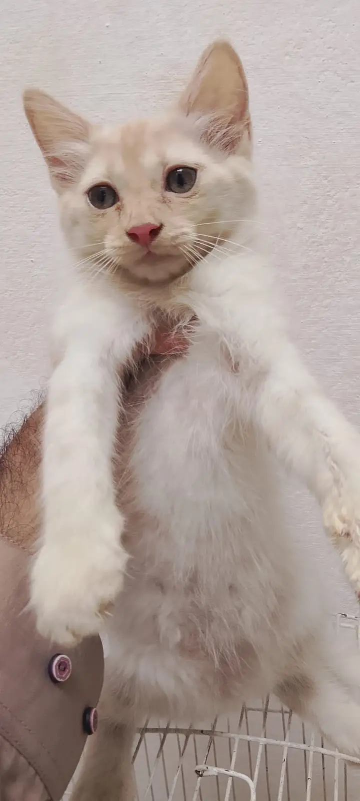 3 White Persian Kittens and 1 Brown Total 4 — photo 9