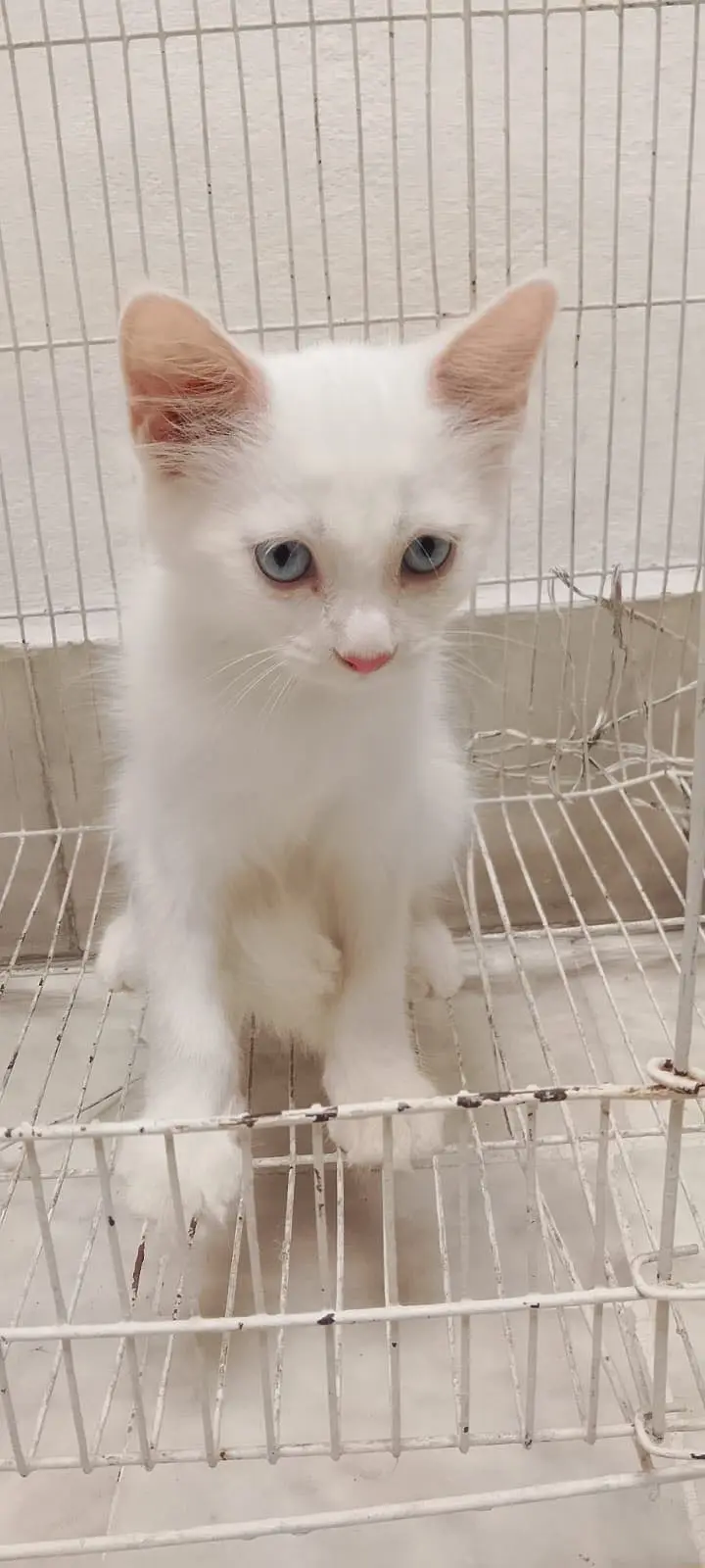 3 White Persian Kittens and 1 Brown Total 4 — photo 10