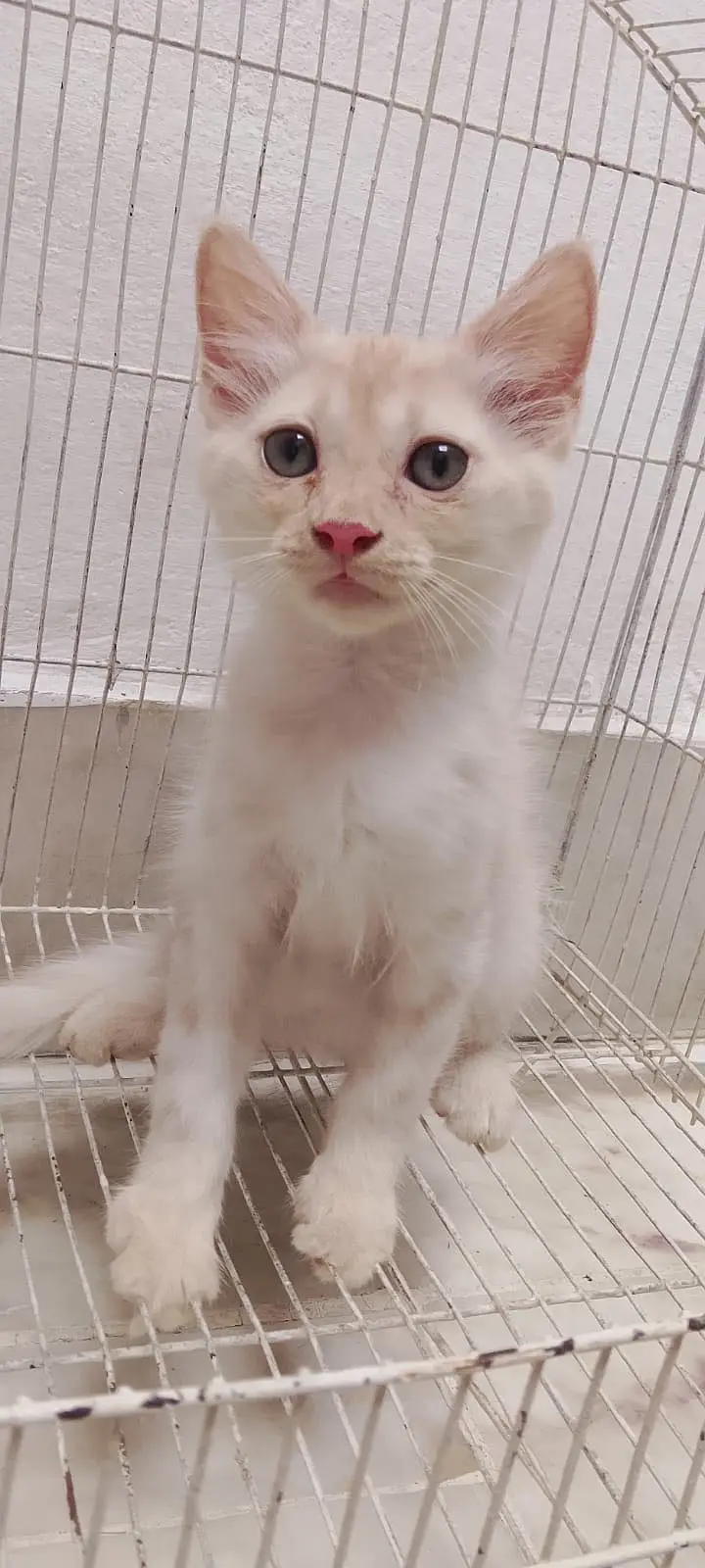 3 White Persian Kittens and 1 Brown Total 4 — photo 11