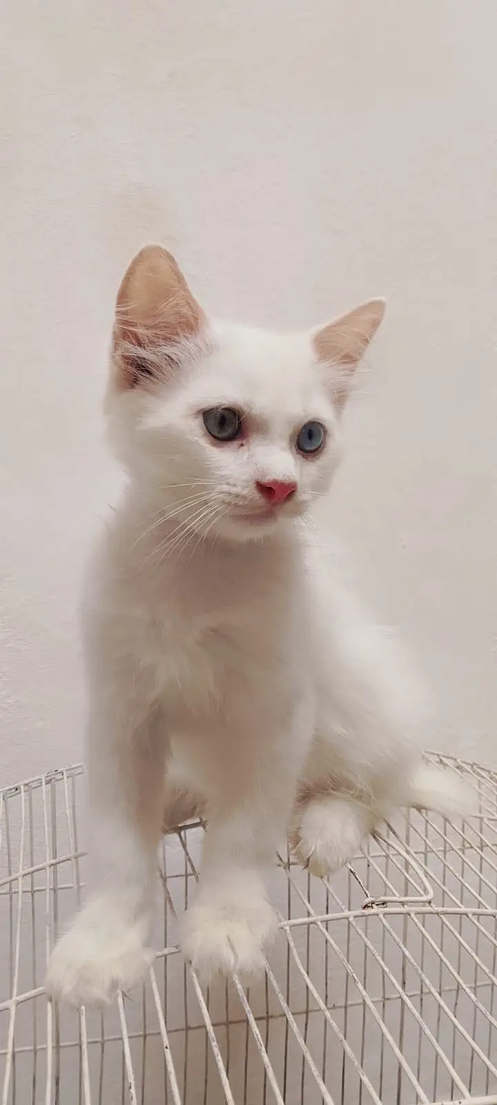 3 White Persian Kittens and 1 Brown Total 4 — photo 12