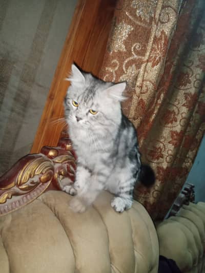 cats for sell