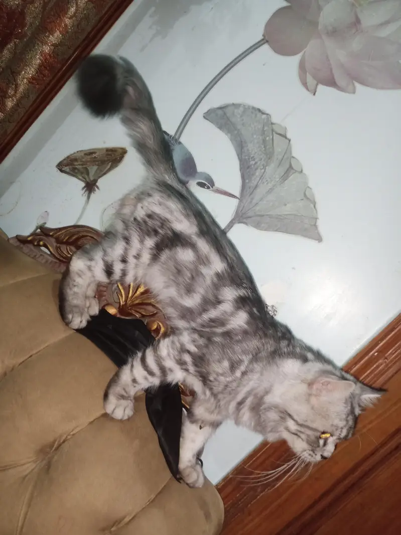 cats for sell — photo 2