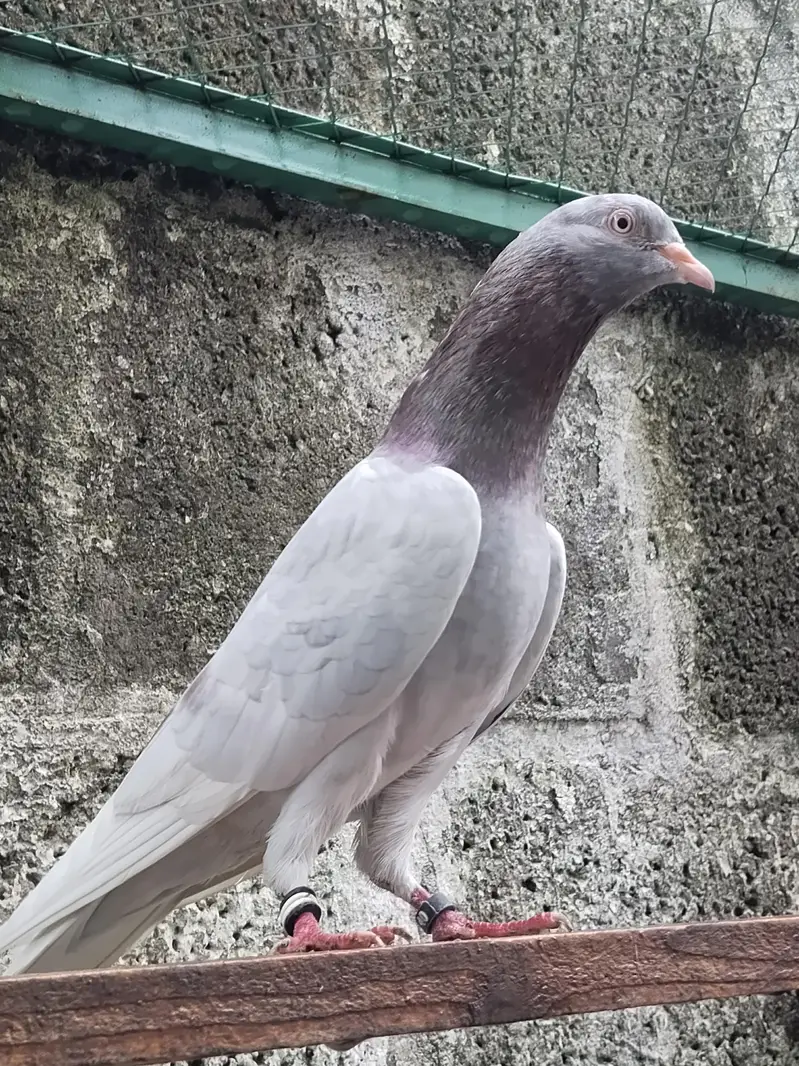 Quality breeder pigeon