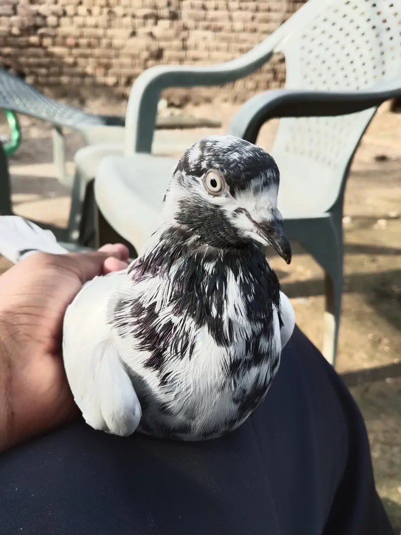 Quality breeder pigeon — photo 2