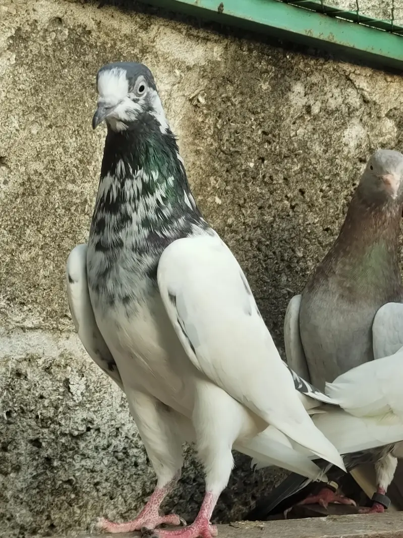 Quality breeder pigeon — photo 3