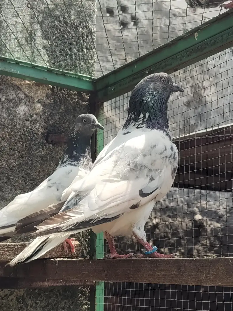 Quality breeder pigeon — photo 4