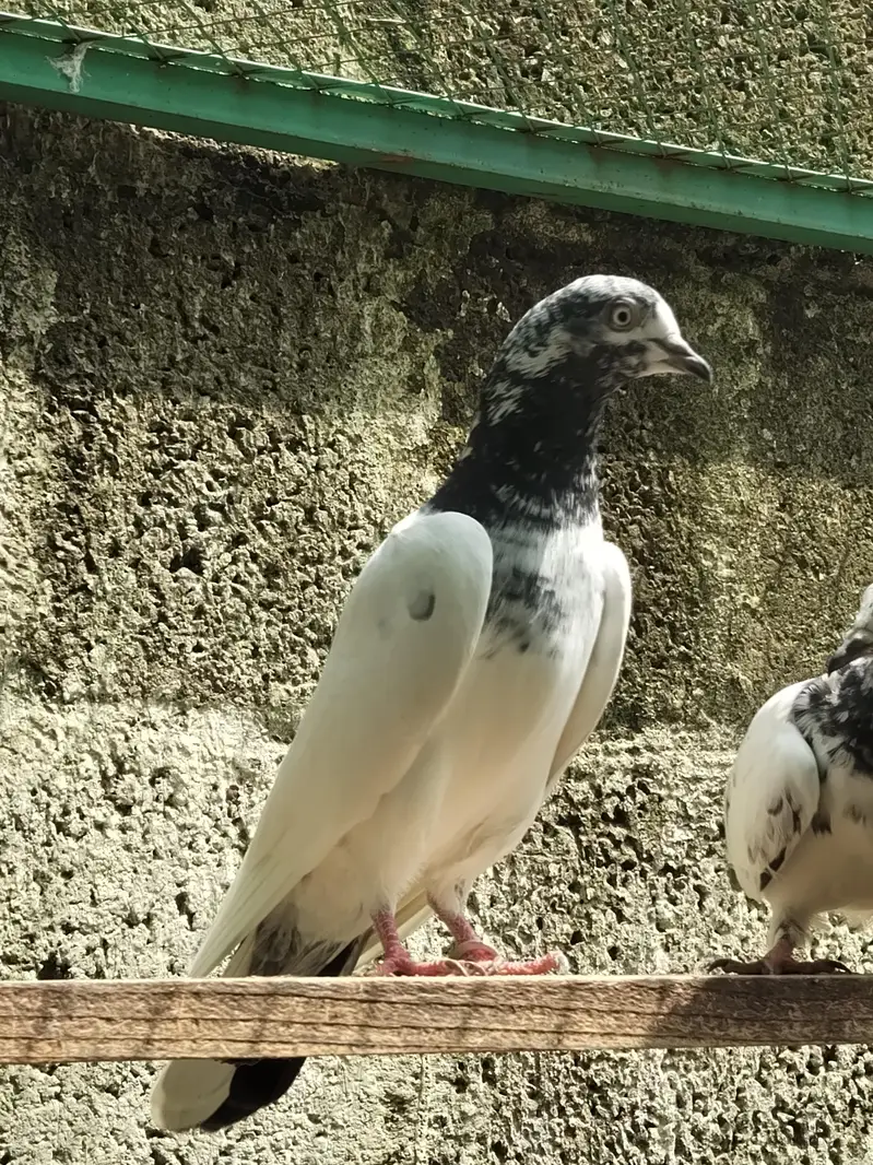 Quality breeder pigeon — photo 5