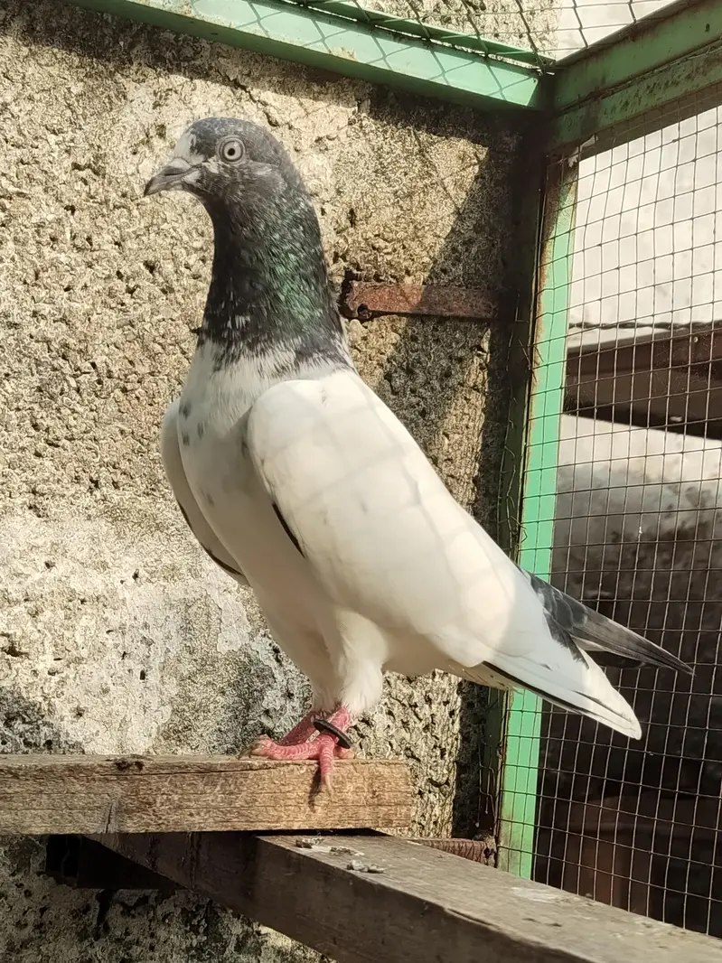 Quality breeder pigeon — photo 6