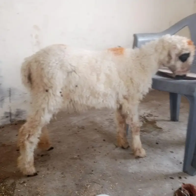 mundri sheep for sale