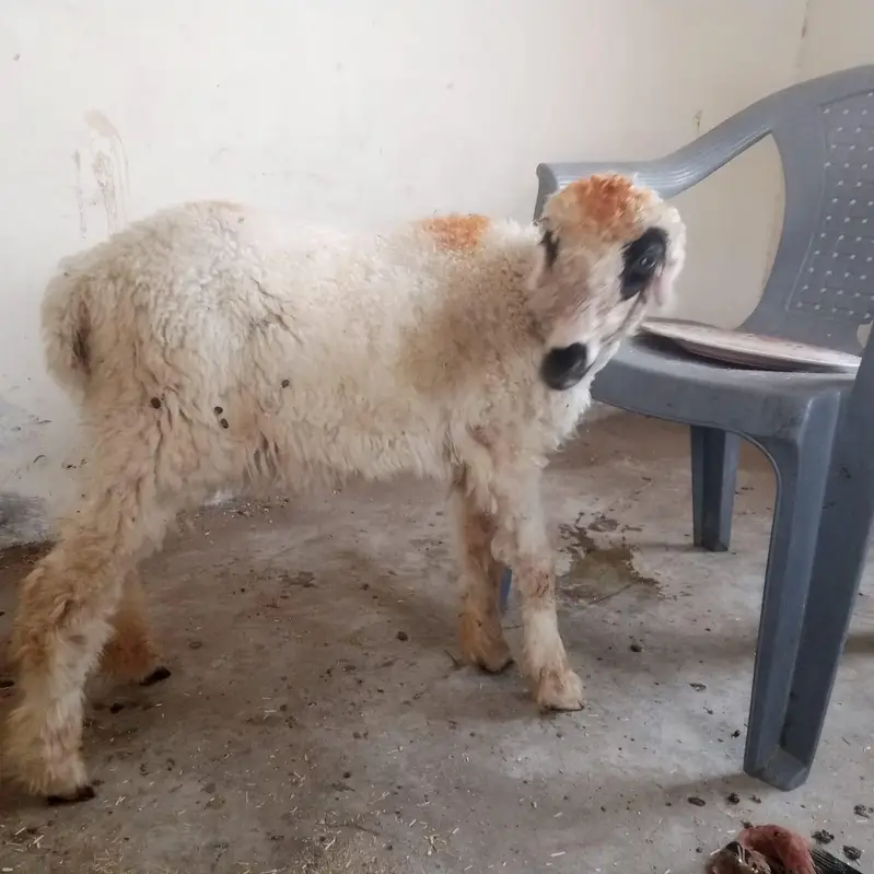 mundri sheep for sale — photo 3