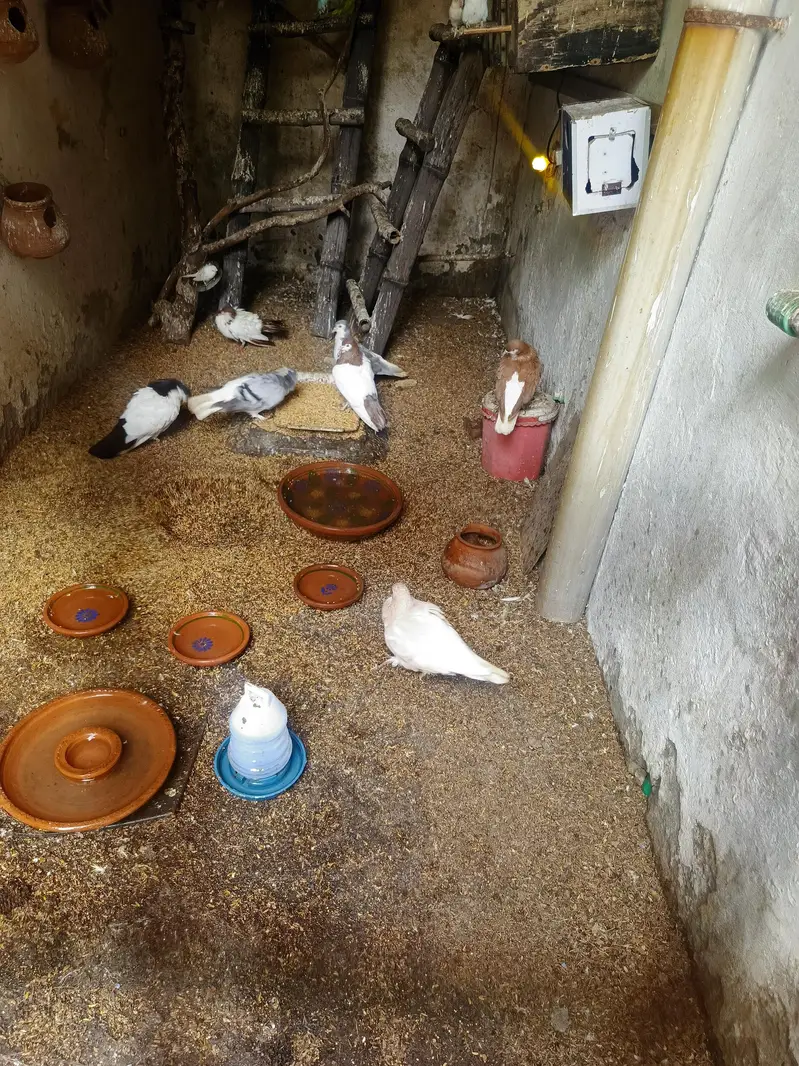 fancy Pigeons in Different Colours healthyand Active — photo 2