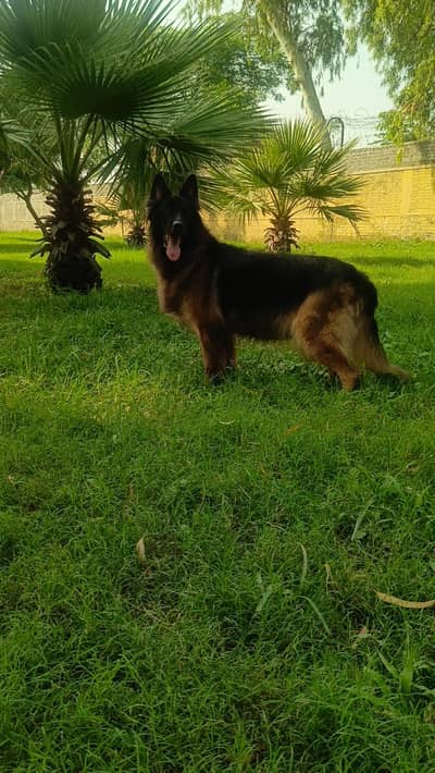 GSD 100%Breeder Female