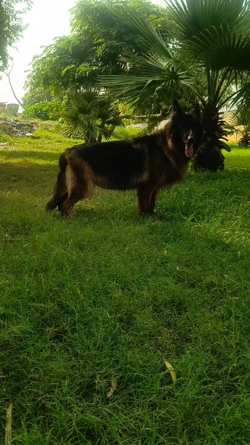 GSD 100%Breeder Female — photo 3