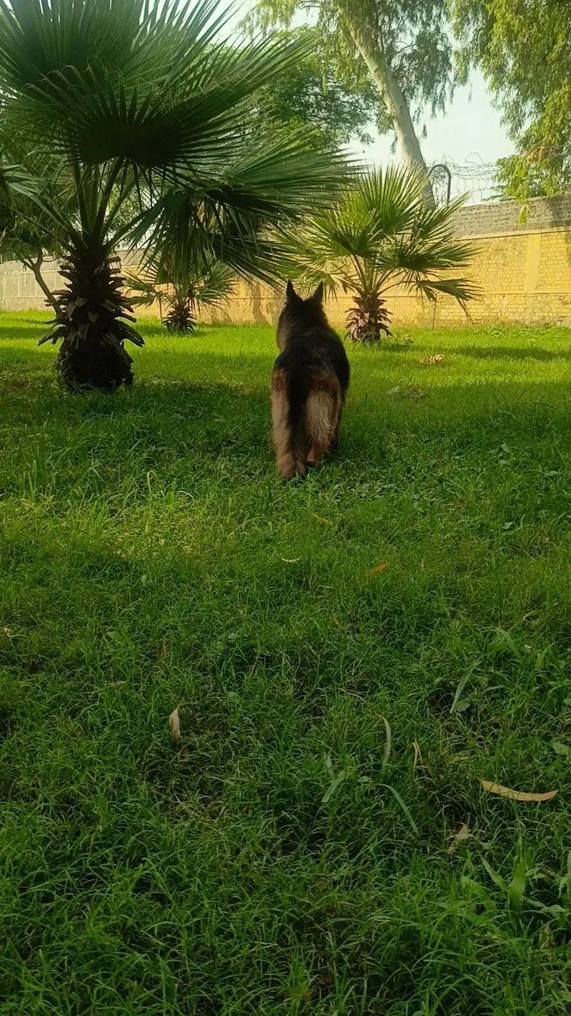 GSD 100%Breeder Female — photo 4