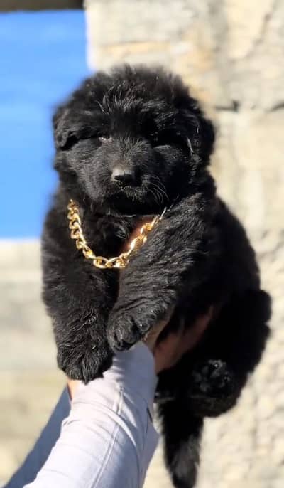 German Shepherd long coat male puppy show top class mein long coat